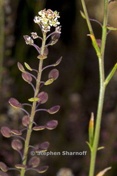 lepidium virginicum ssp virginicum 2 graphic